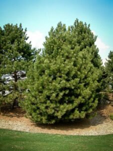 Сосна Чёрная (Pinus Nigra) купить по цене от 270.00р. в интернет-магазине «Посадика» с доставкой почтой в в Тарае и по всей России – [изображение №1].