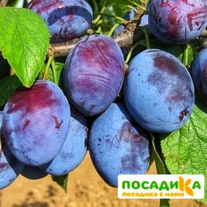 Слива Чачакская ранняя купить по цене от 229.00р. в интернет-магазине «Посадика» с доставкой почтой в в Тарае и по всей России – [изображение №1].