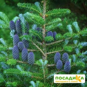 Пихта корейская (Abies koreana) купить по цене от 450.00р. в интернет-магазине «Посадика» с доставкой почтой в в Тарае и по всей России – [изображение №1].