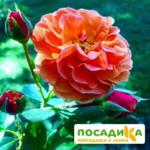 Роза Арабия купить по цене от 350.00р. в интернет-магазине «Посадика» с доставкой почтой в в Тарае и по всей России – [изображение №1].