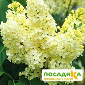 Сирень Примроуз (Primrose) купить по цене от 529.00р. в интернет-магазине «Посадика» с доставкой почтой в в Тарае и по всей России – [изображение №1].