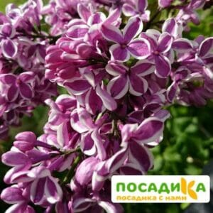 Сирень Сенсация купить по цене от 529.00р. в интернет-магазине «Посадика» с доставкой почтой в в Тарае и по всей России – [изображение №1].