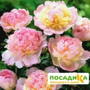 Пион Распберри Сандей (Paeonia Raspberry Sundae) купить по цене от 959р. в интернет-магазине «Посадика» с доставкой почтой в в Тарае и по всей России – [изображение №1].