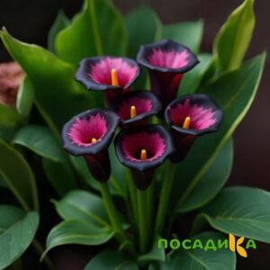Калла Аура Лейс купить по цене от 400р. в интернет-магазине «Посадика» с доставкой почтой в в Тарае и по всей России – [изображение №1].