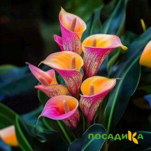 Калла Оникс купить по цене от 450р. в интернет-магазине «Посадика» с доставкой почтой в в Тарае и по всей России – [изображение №1].