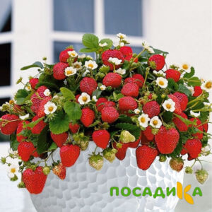 Клубника Рубиновый Шепот (горшечная) купить по цене от 240р. в интернет-магазине «Посадика» с доставкой почтой в в Тарае и по всей России – [изображение №1].