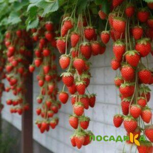 Клубника вьющаяся Комплимент купить по цене от 470р. в интернет-магазине «Посадика» с доставкой почтой в в Тарае и по всей России – [изображение №1].