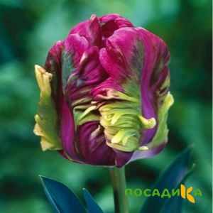 Тюльпан Экзотик Хэвен купить по цене от 186р. в интернет-магазине «Посадика» с доставкой почтой в в Тарае и по всей России – [изображение №1].
